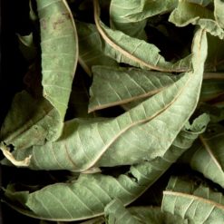 Alternative view of Verveine